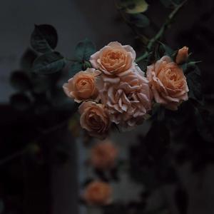 日本肥老妇色xxxxx日本老妇
